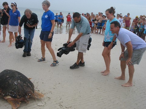 Craig and Isabella Hatkoff release Betsie the sea turtle