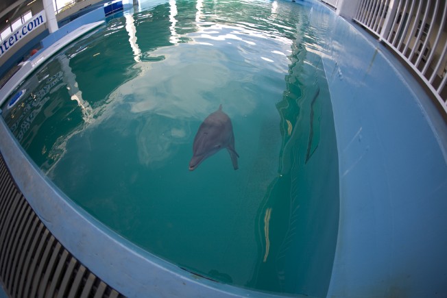 And although she was rescued by Clearwater Marine Aquarium…
